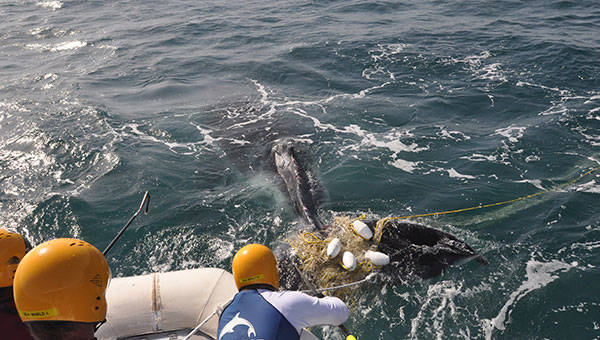 Sea World Team Splashing into Action this Whale Season | Village Roadshow  Theme Parks